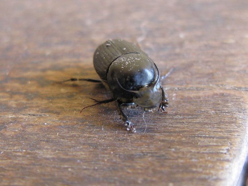 Onthophagus taurus...?